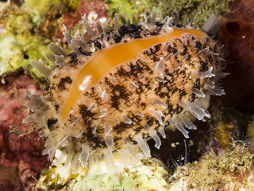 Lyncina carneola